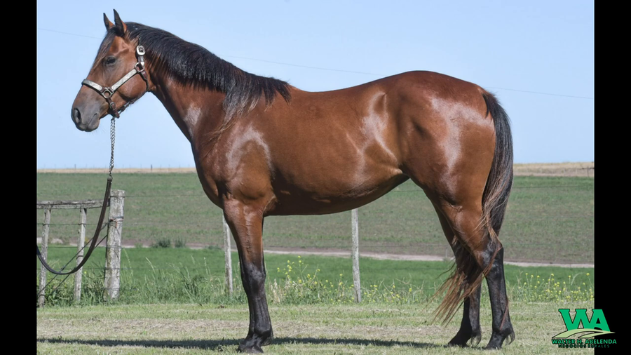 Lote ARDIENTE DEL STOLI LORENCITA