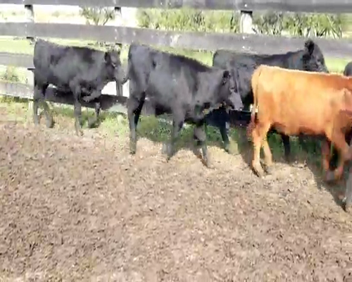 Lote 75 Terneros/as en Villaguay, Entre Ríos