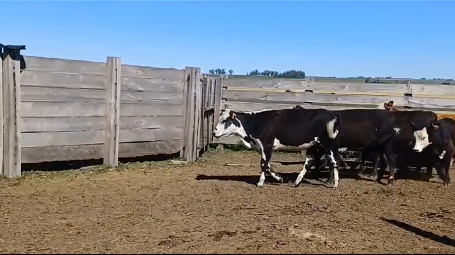 Lote (Vendido)7 Terneras BRAMAN/ AA a remate en #39 Pantalla Carmelo 190kg -  en RUTA 23