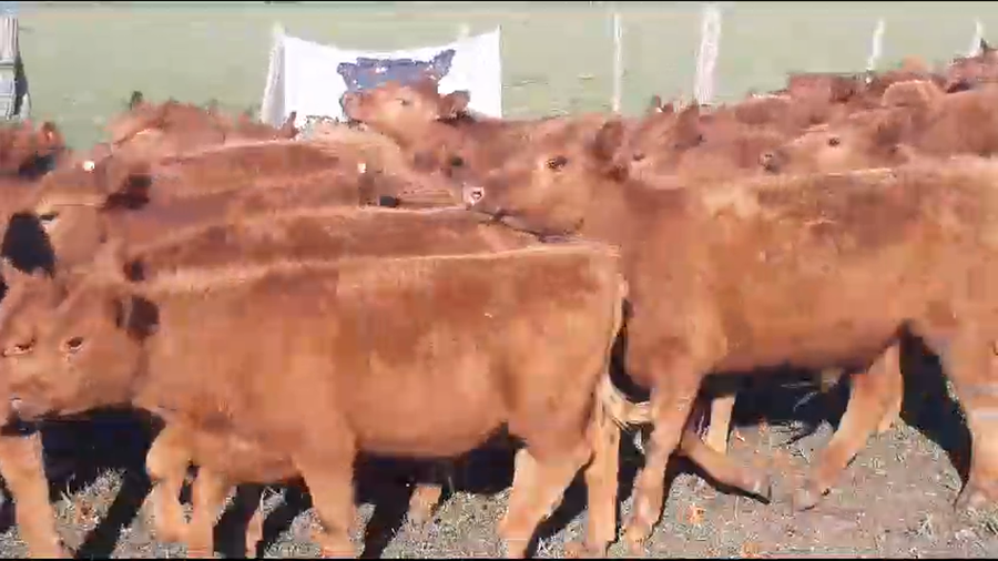 Lote 60 Terneros en Casalins, Buenos Aires