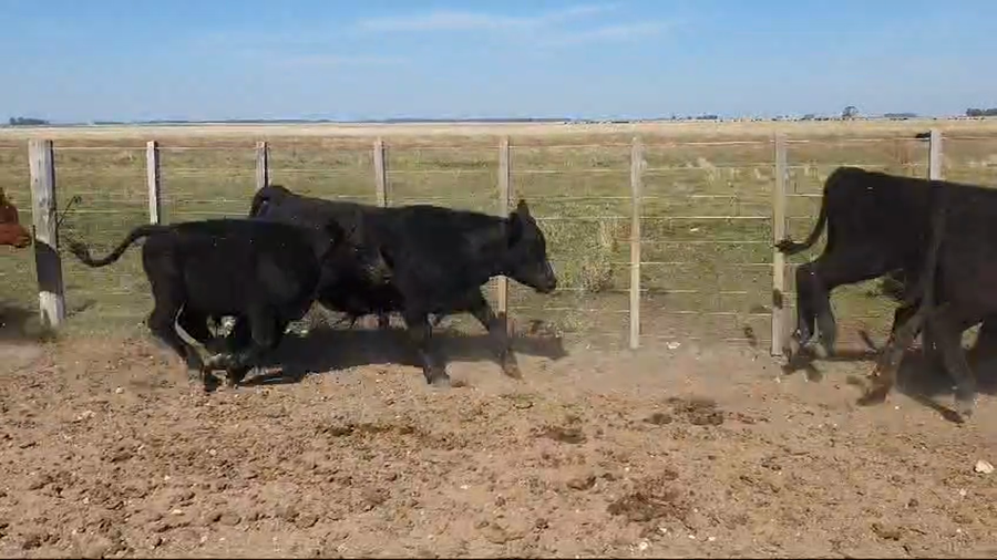 Lote 20 Terneros en Olavarria