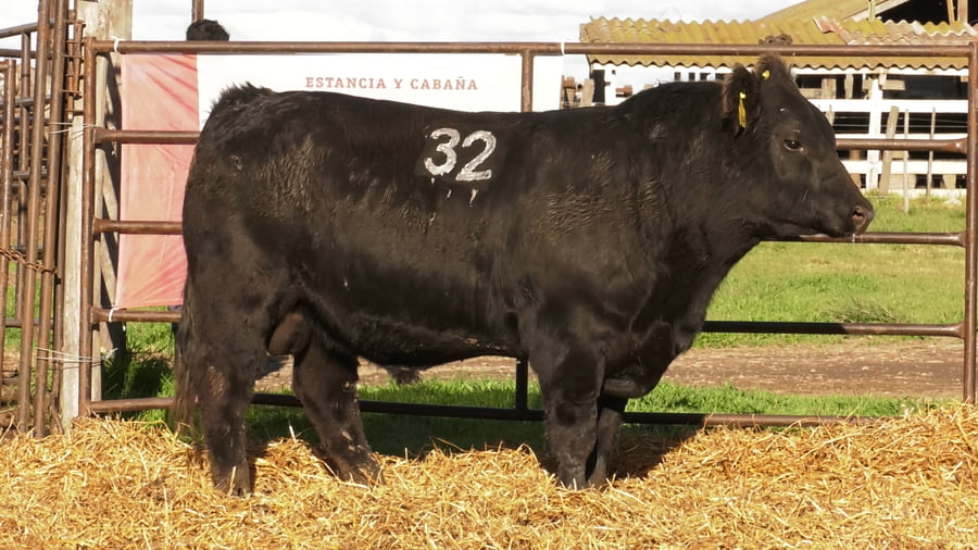 Lote TOROS ANGUS NEGROS PC