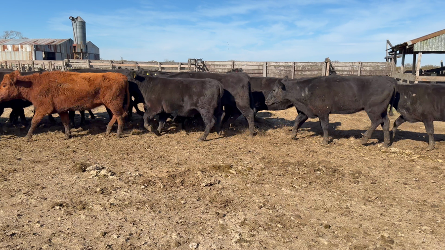 Lote 24 Vaquillonas