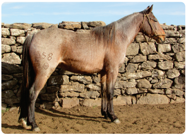 Lote Altanera Gaitera