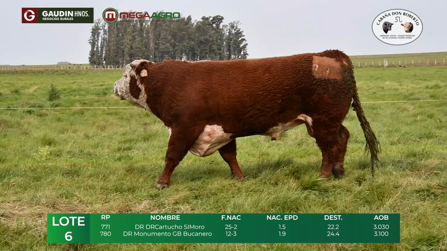 Lote LOTE 6        POLLED HEREFORD    2 1/2  años