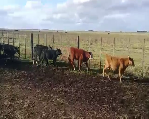 Lote 28 Terneros/as en Buenos Aires, San Cayetano