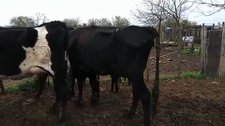 Lote 6 Piezas de cría KIWI a remate en PANTALLA CAMY, San José