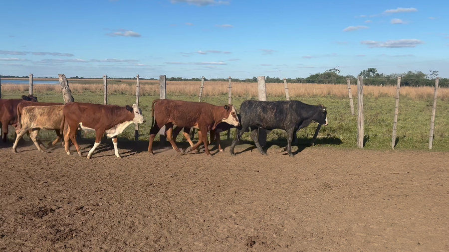 Lote 85 Terneros/as en Corrientes, Caá Cati