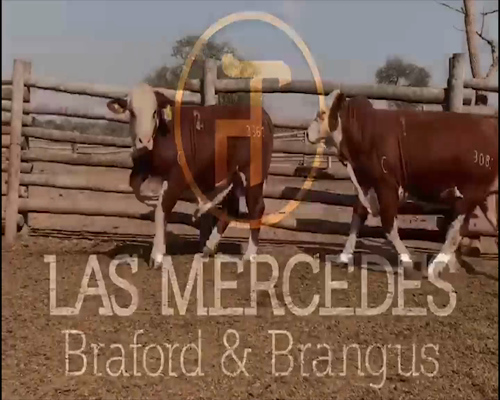 Lote TOROS BRAFORD "LAS MERCEDES"