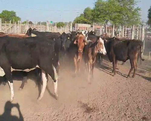 Lote 33 Vacas en Quimilí, Santiago del Estero