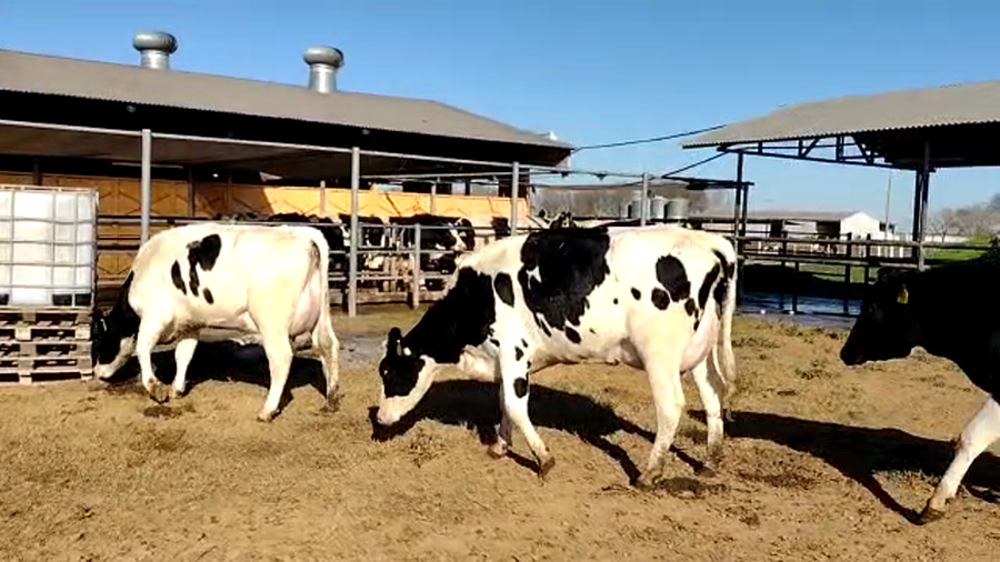 Lote Jose Luis Perren