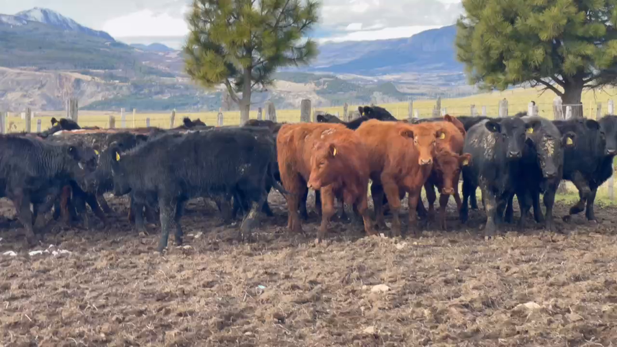 Lote 55 Ternera en XI Región Aysén, Coyhaique