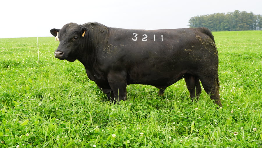 Lote (Vendido)Toros a remate en Ganadera Barracas S.A en Caraguata