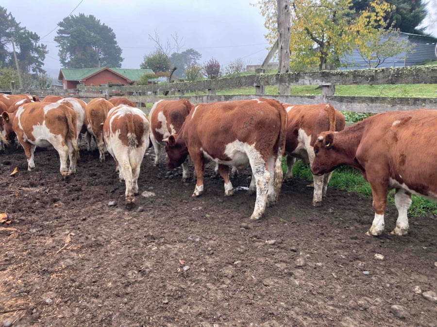 Lote 30 Novillo Engorda en Llanquihue, X Región Los Lagos