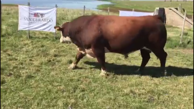 Lote TOROS POLLED HEREFORD