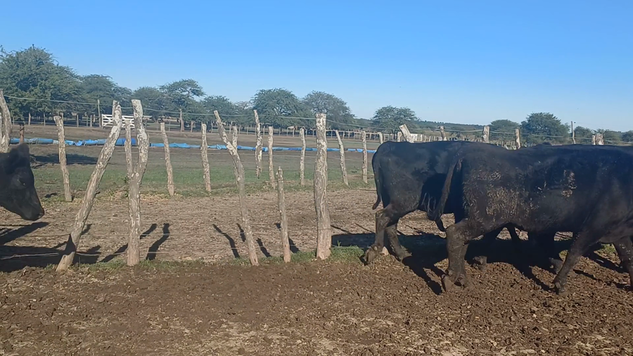 Lote 8 Vacas p/ invernar