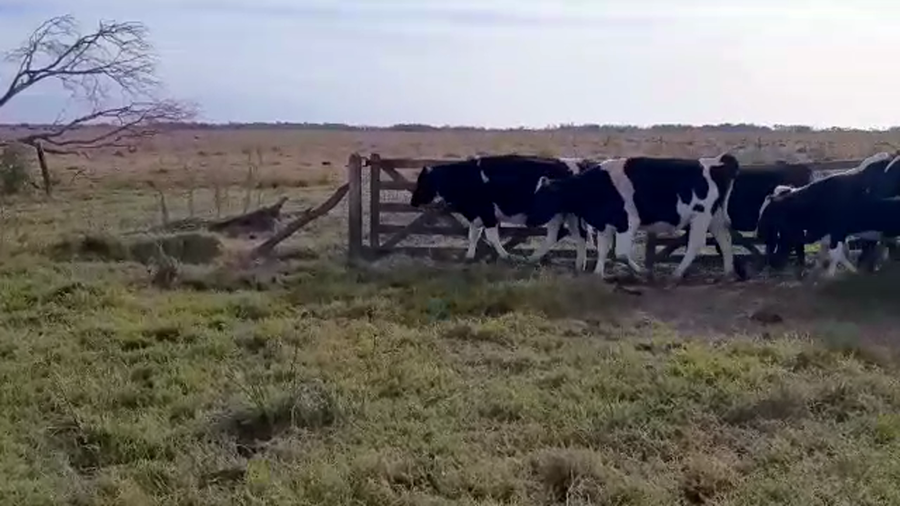 Lote 25 Novillitos Holando Argentino en Moisés Ville, Santa Fe