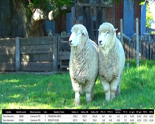 Lote 2 Carneros a remate en La Señal del Futuro , Tacuarembó