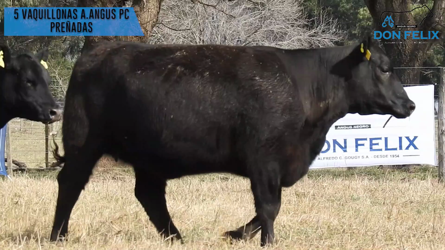 Lote "Cabaña ""Don Felix"" Vaquillonas PC"