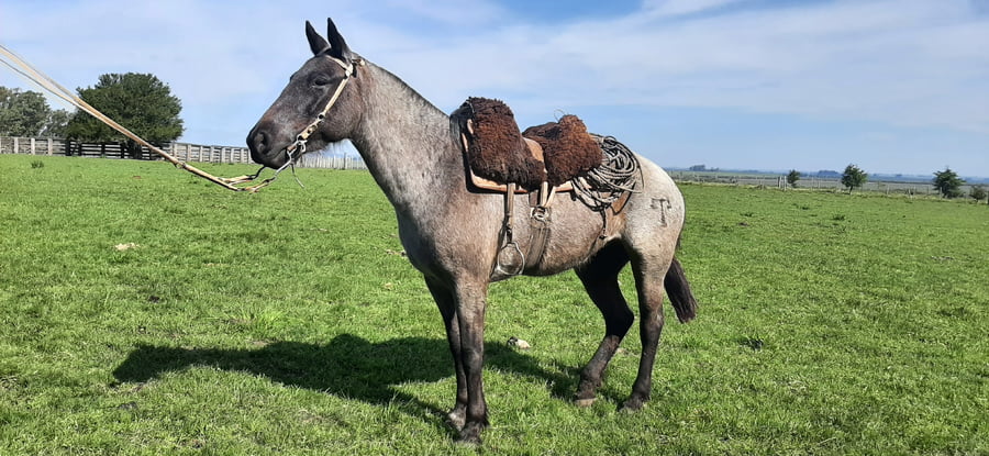 Lote Finalista Turena (RP 137) - Cabaña Turena
