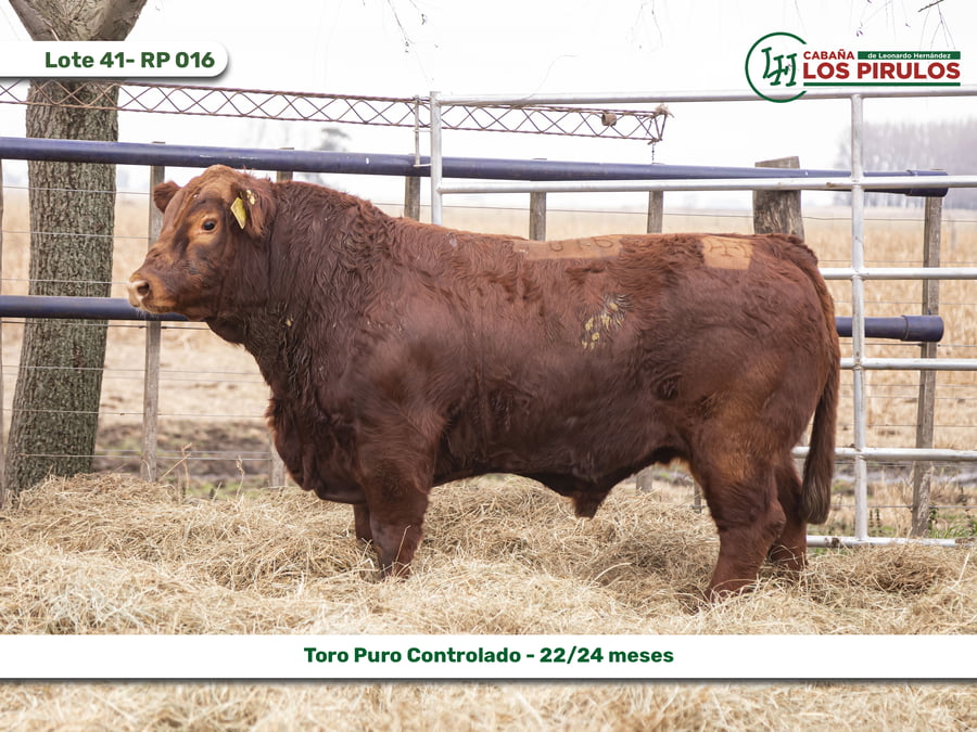 Lote TOROS PUROS CONTROLADOS - 22/24 meses