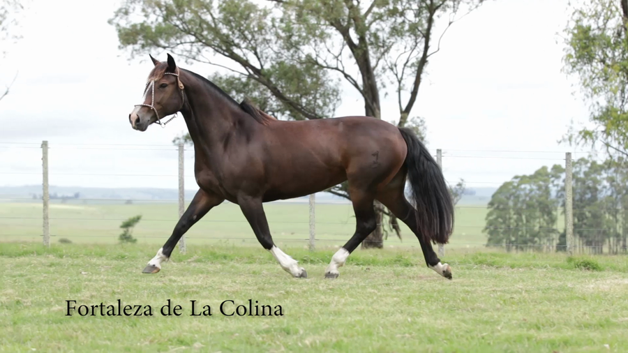 Lote FORTALEZA DE LA COLINA R.P 85