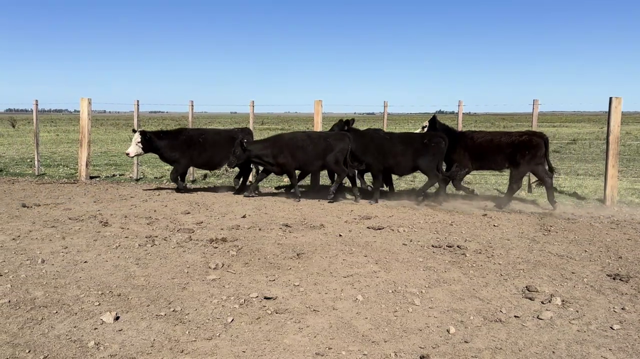 Lote NOVILLOS 1 A 2 AÑOS
