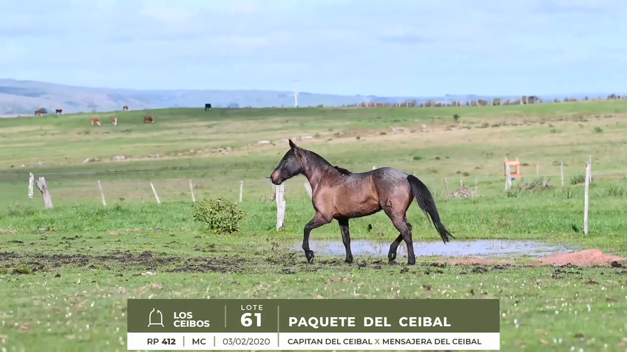 Lote PAQUETE DEL CEIBAL