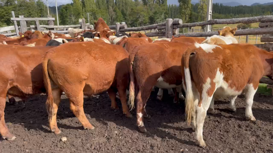 Lote 50 Novillo Engorda en Coyhaique, XI Región Aysén
