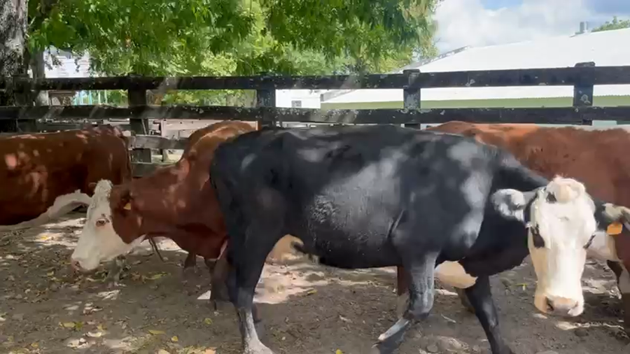 Lote 10 Vacas de Invernada