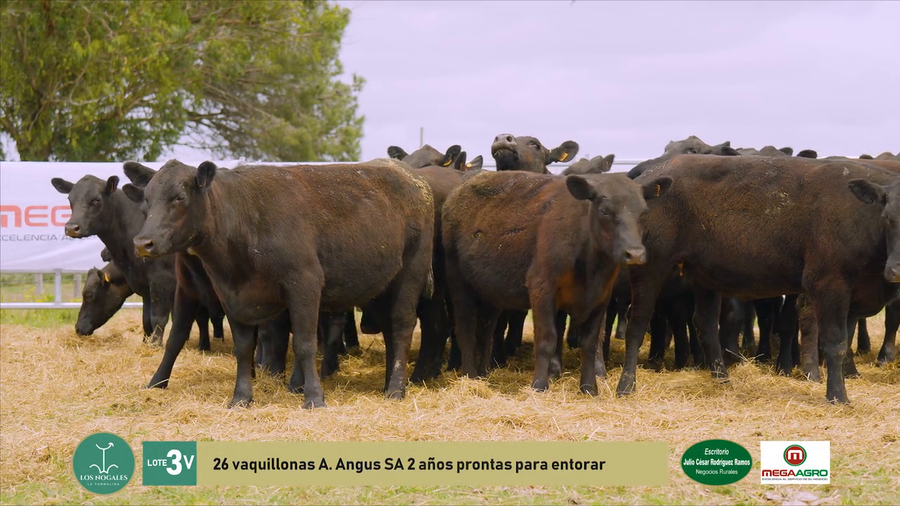 Lote 26 Vaquillonas  a remate en La Turmalina, Flores