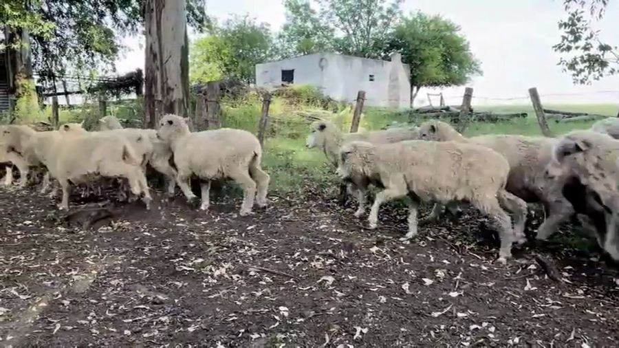 Lote OVEJAS