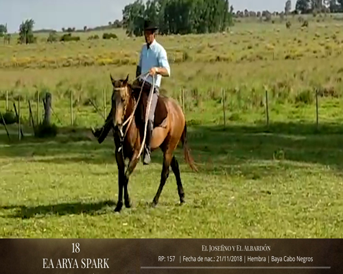 Lote Caballos a remate en 2da ESTA NOCHE BAYA, San José