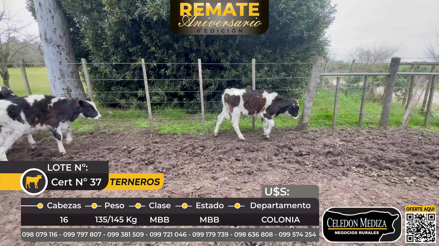 Lote 16 Terneros en Tarariras, Colonia