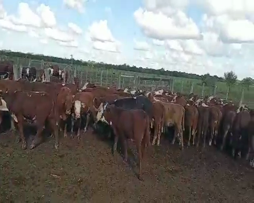 Lote 70 Terneros/as en Calchaquí, Santa Fe