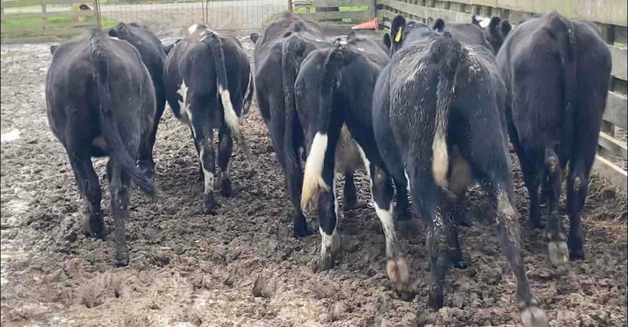 Lote 14 Vaquilla Engorda en Purranque, X Región Los Lagos