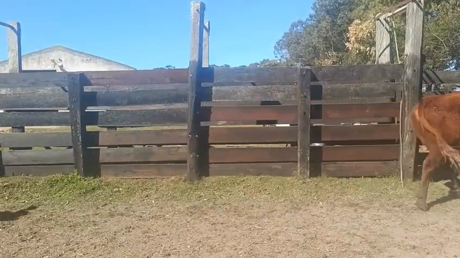 Lote 34 Vacas preñadas 8 AA X HE,  12 RA X HE,  2 HE,  4 AA,  8 RA a remate en 5º Remate Pantalla Bachino 375kg -  en RUTA 9 - KM 315 A 20KM DE CHUY