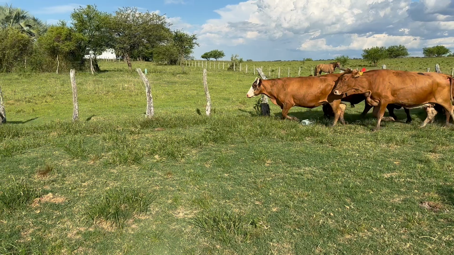 Lote 26 Vacas p/ invernar