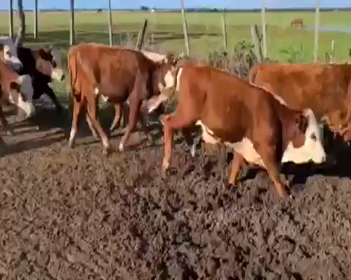 Lote 65 Terneros en Esquina, Corrientes