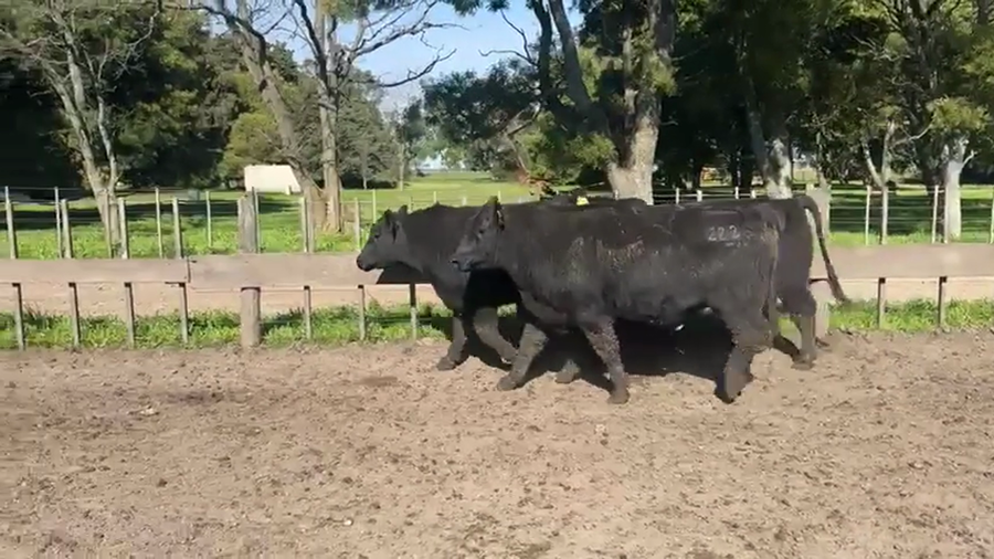 Lote TOROS PUROSCONTROLADOS SANTA MARTA