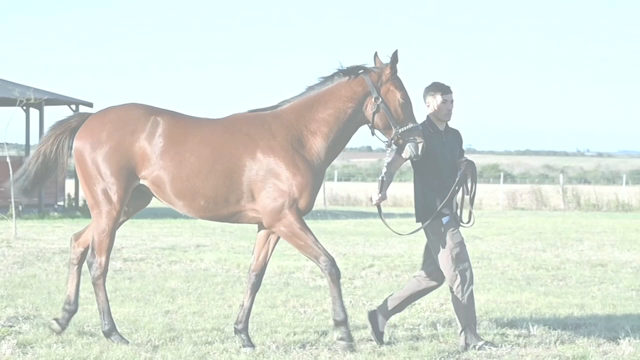 Lote LA MOTOCICLETA (MANIPULATOR -  AMPI NISTEL)