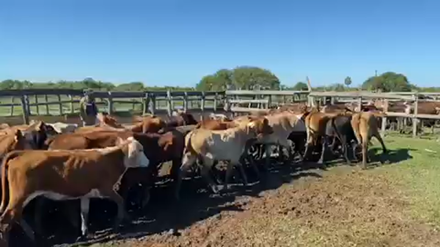 Lote 115 Terneras en Pto. Eva Perón, Chaco