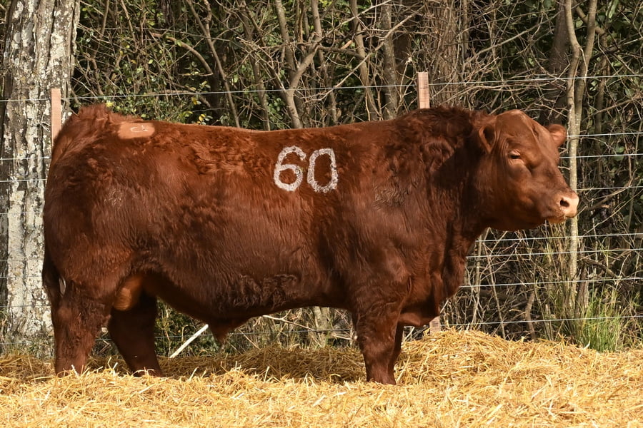 Lote TOROS ANGUS PC
