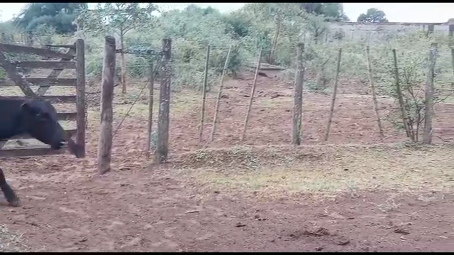 Lote 35 Vacas de invernar en Suncho Corral, Santiago del Estero