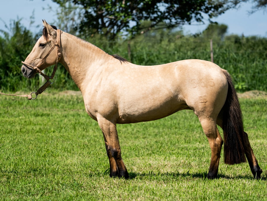 Lote SIRIGOTE CREMA E LECHE