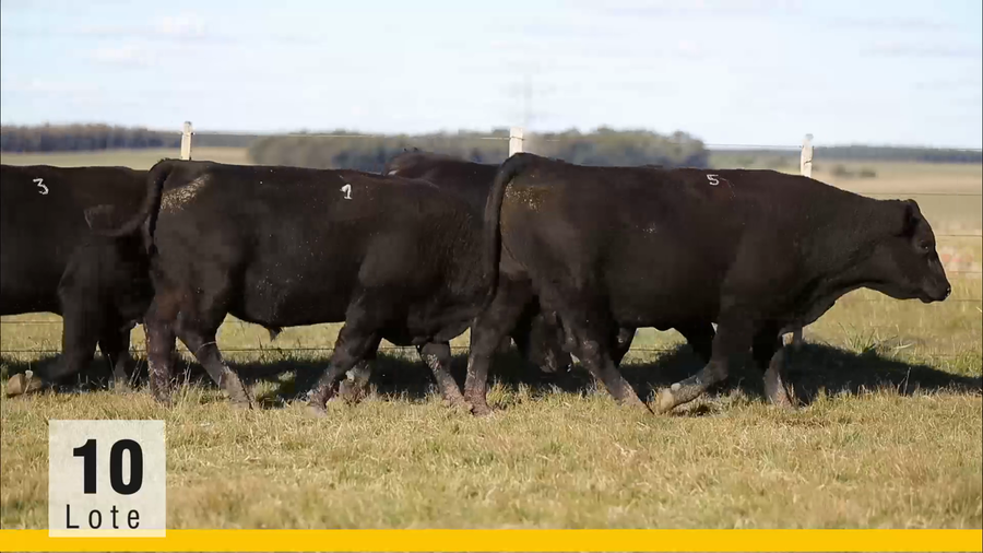 Lote (Vendido)Toros a remate en Subasta Toros de La Competencia, Montevideo