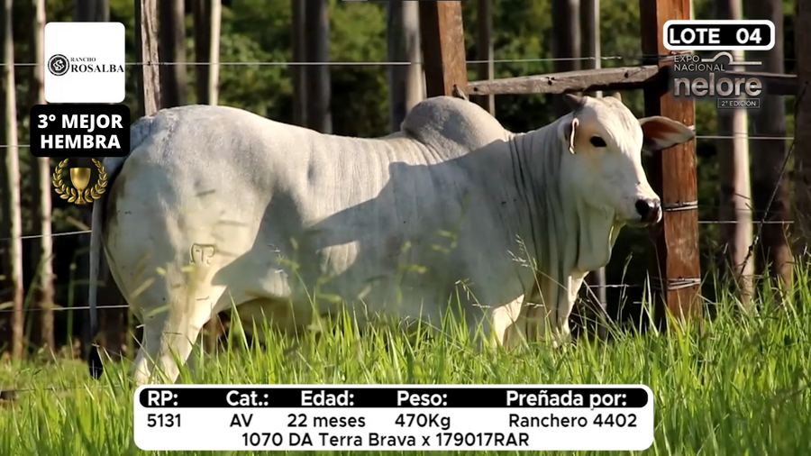 Lote Nacional Nelore Campo - Lote 4