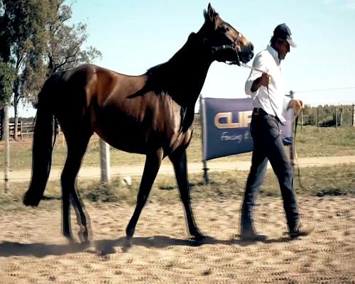 Lote TEQUILA DE ROOSTER