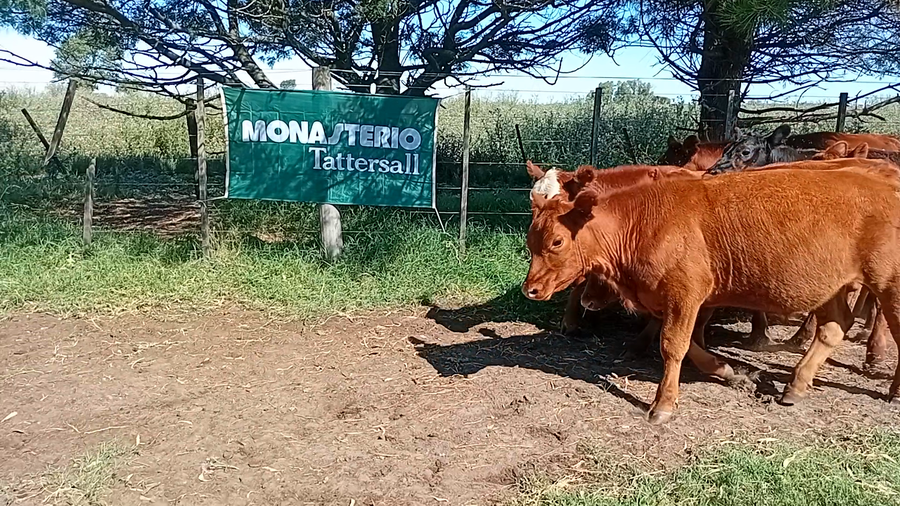 Lote 11 Terneros
