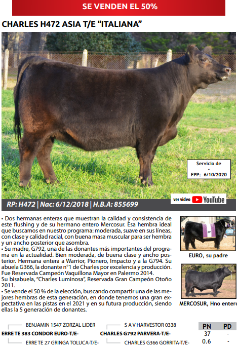 Lote VAQUILLONAS PEDRIGREE PREÑADAS